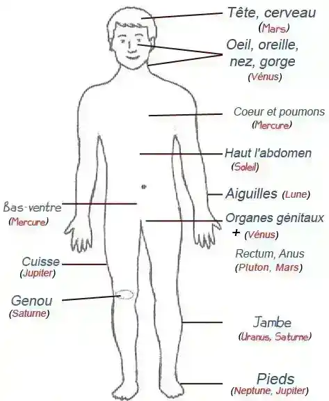 contour du corps